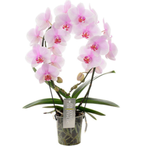 orchidée mirror rose uccle