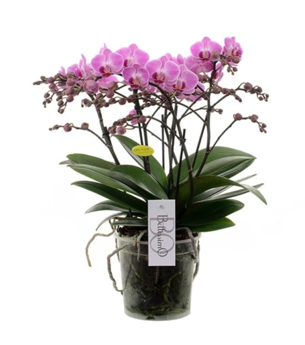 phalaenopsis pink brussels