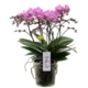 phalaenopsis pink brussels