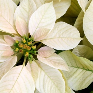 poinsettia blanc à uccle 1180 bruxelles