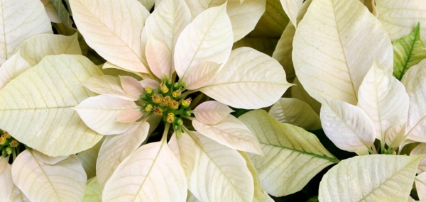 poinsettia blanc à uccle 1180 bruxelles