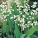 muguet uccle