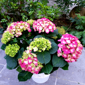 hydrangea red brussels