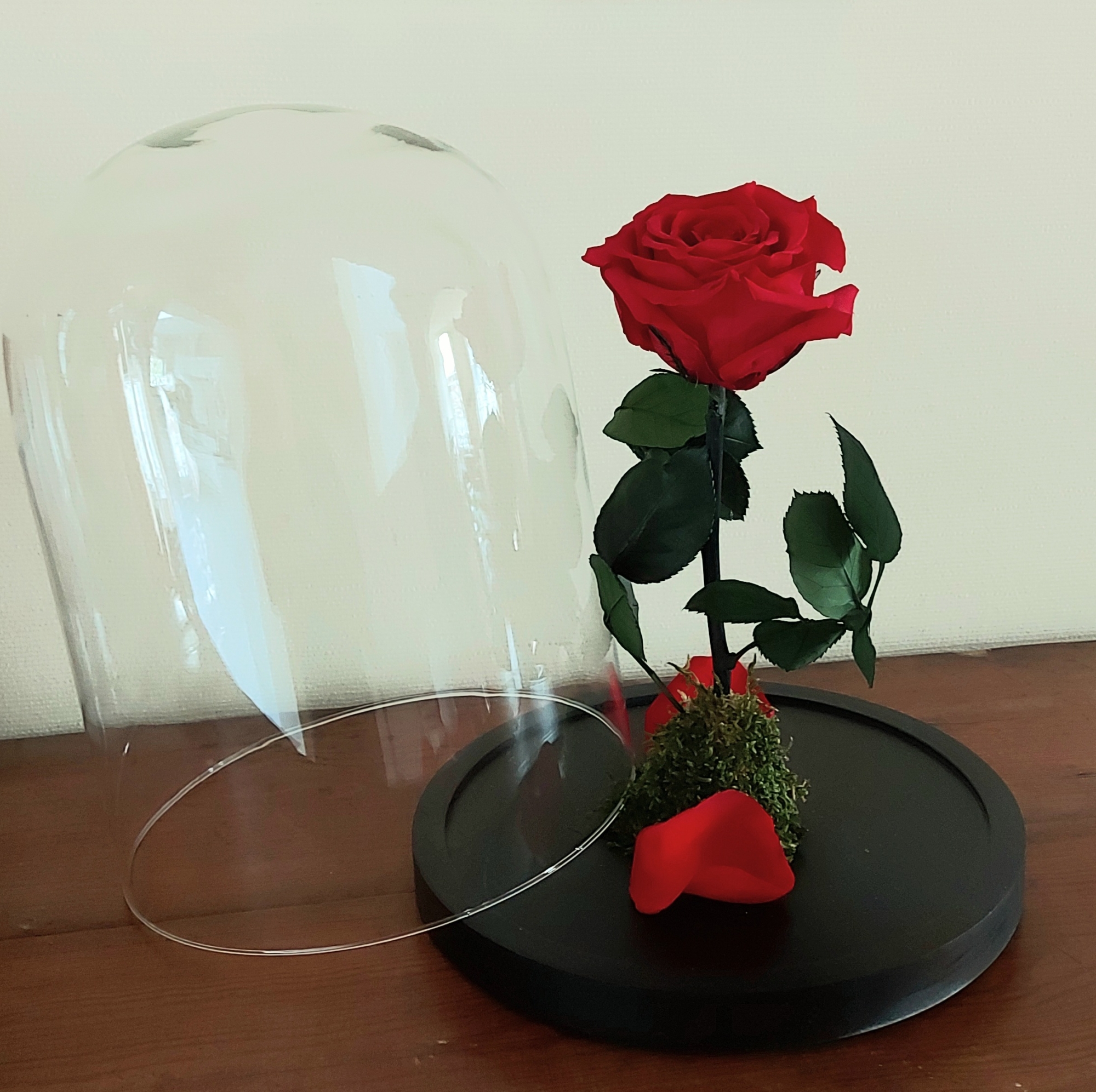 Rose rouge éternelle sous cloche XL - Botanica Brussels